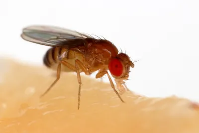Common Fruit Fly / Vinegar Fly