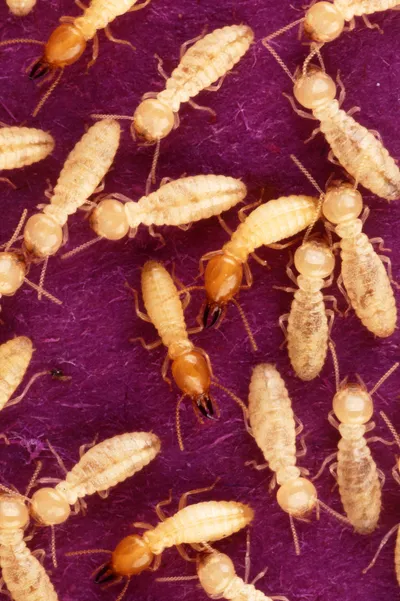 Subterranean Termite